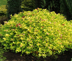     Spiraea japonica Goldmound 